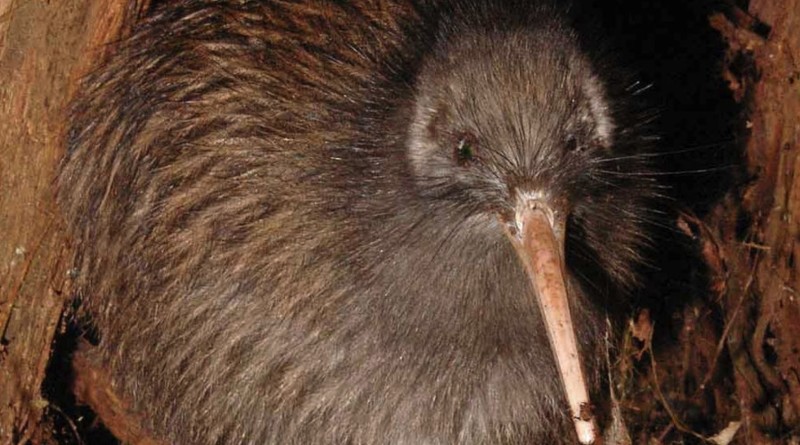 Kiwi Bird up close and personal