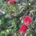 Pohutukawa