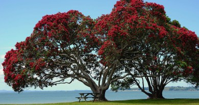 Pohutukawa Tree