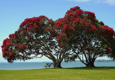 Kiwiana: POHUTUKAWA