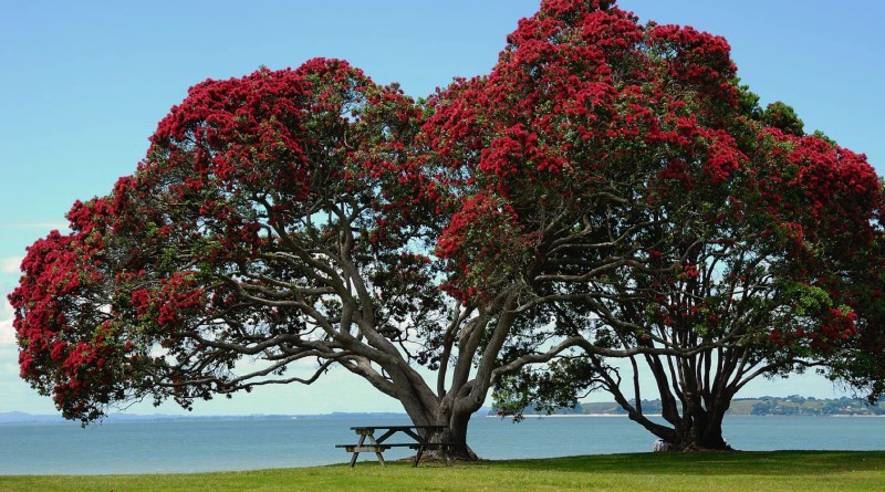 Pohutukawa Tree