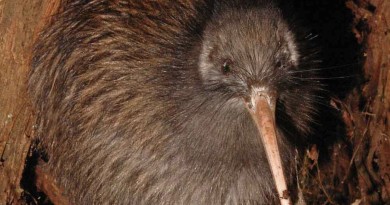 Kiwi Bird up close and personal