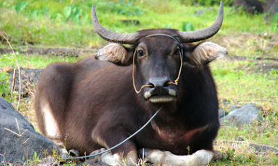 Carabao Pinoy Stop